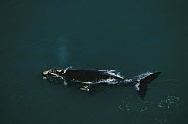 Southern Right Whale (Eubalaena australis) surfacing, Plettenberg Bay, South Africa