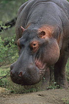 Hippopotamus (Hippopotamus amphibius) on land, Kruger National Parl, South Africa