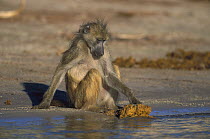 Chacma Baboon (Papio ursinus) foraging for food in elephant dung, Chobe National Park, Botswana