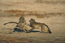 Chacma Baboon (Papio ursinus) juveniles play fighting, Chobe National Park, Botswana