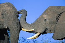 African Elephant (Loxodonta africana) bulls, Chobe National Park, Botswana
