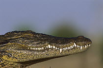 Nile Crocodile (Crocodylus niloticus) with its eyes closed, Chobe National Park, Botswana
