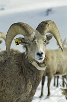 Bighorn Sheep (Ovis canadensis) ram with radio collar, Wallowa Mountains, Oregon