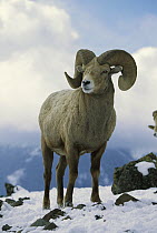 Bighorn Sheep (Ovis canadensis) ram standing in snow on Lostine ridge, Wallowa Mountains, Oregon
