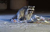 Raccoon (Procyon lotor) getting into garbage at night, Portland, Oregon