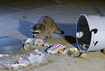 Raccoon (Procyon lotor) getting into garbage at night, Portland, Oregon