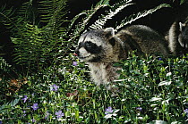 Raccoon (Procyon lotor) at night beside Ferns and Vinca, Forest Park, Portland, Oregon