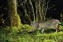 Bobcat (Lynx rufus) walking through forest at night, Mt Hood National Forest, Oregon