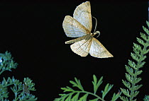 Moth (Macaria sp) flying, Mt Hood National Forest, Oregon