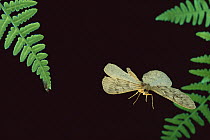 Looper Moth (Geometridae) flying at night, Willamette National Forest, Oregon
