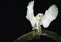 Barn Owl (Tyto alba) perching on tree branch at night with wings spread, Sauvie Island Wildlife Area, Oregon