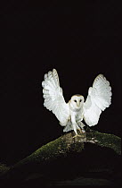 Barn Owl (Tyto alba) perching on tree branch at night with wings spread, Sauvie Island Wildlife Area, Oregon