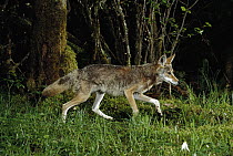 Coyote (Canis latrans) walking through Mt Hood National Forest at night, Oregon