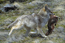 Coyote (Canis latrans) running with dead Lamb prey in its mouth, Montana