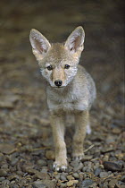 Coyote (Canis latrans) portrait of a nine week old pup, North America