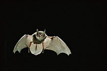 Yuma Myotis (Myotis yumanensis) bat, juvenile flying at night, Rogue River National Forest, Oregon