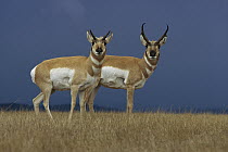 Pronghorn Antelope (Antilocapra americana) female, left, and male on grassland, Oregon
