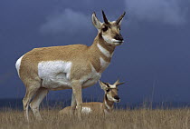 Pronghorn Antelope (Antilocapra americana) females on grassland, Oregon