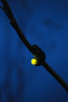 Douglas Fir Glow-worm (Pterotus obscuripennis) displaying bioluminescence at night, Tillamook State Forest, Oregon
