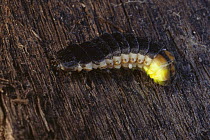 Douglas Fir Glow-worm (Pterotus obscuripennis) displaying bioluminescence, Tillamook State Forest, Oregon