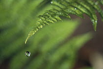 Water droplet falling from fern leaf, North America
