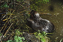 American Beaver (Castor canadensis) building a dam at night, Mt Hood National Forest, Oregon