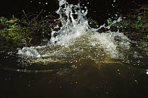 American Beaver (Castor canadensis) splashing water with tail in defensive display, Mt Hood National Forest, Oregon