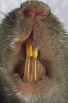 Brown Rat (Rattus norvegicus) detail of incisor teeth, native to Europe, introduced worldwide