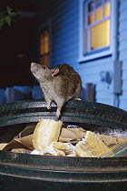 Brown Rat (Rattus norvegicus) raiding urban garbage, common pest species native to Europe, introduced worldwide