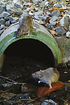 Brown Rat (Rattus norvegicus) pair at waste water outlet, common pest species native to Europe, introduced worldwide