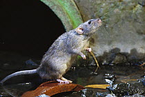 Brown Rat (Rattus norvegicus) at waste water outlet, common pest species native to Europe, introduced worldwide