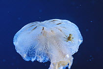 Sea Nettle (Chrysaora quinquecirrha) with unidentified parasitic Crab, common species in Caribbean, US Atlantic Ocean and Gulf of Mexico