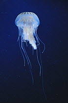 Sea Nettle (Chrysaora quinquecirrha) common species in Caribbean, US Atlantic Ocean and Gulf of Mexico
