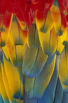 Scarlet Macaw (Ara macao) close-up of colorful feathers