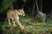 Mountain Lion (Puma concolor) wild animal walking through forest at night, shot with remote camera, Oregon