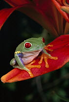 Red-eyed Tree Frog (Agalychnis callidryas) on flower petal, native to Central and South America