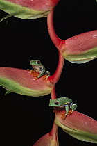 Red-eyed Tree Frog (Agalychnis callidryas) pair on Heliconia, native to Central and South America