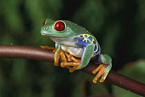 Red-eyed Tree Frog (Agalychnis callidryas), native to Central and South America