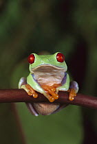 Red-eyed Tree Frog (Agalychnis callidryas) portrait, native to Central and South America