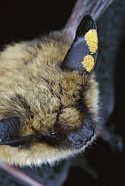 Western Long-eared Myotis (Myotis evotis) bat, adult with ear mites, Deschutes National Forest, Oregon
