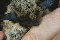 Western Long-eared Myotis (Myotis evotis) bat, biting the finger of a rabies-vaccinated researcher, North America