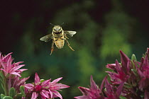 Honey Bee (Apis mellifera) flying, Sauvie Island, Oregon