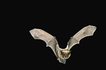 Big Brown Bat (Eptesicus fuscus) flying at night, Rogue River National Forest, Oregon