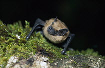 Big Brown Bat (Eptesicus fuscus) on tree at night, Rogue River National Forest, Oregon