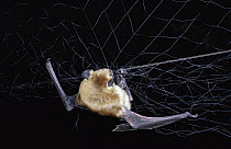 Big Brown Bat (Eptesicus fuscus) caught in mist net set by researchers at night, Rogue River National Forest, Oregon
