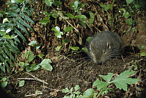 Mountain Beaver (Aplodontia rufa) at night, not truly a Beaver but a Muskrat-like rodent, Mt Hood National Forest, Oregon