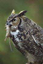 Great Horned Owl (Bubo virginianus) with House Mouse (Mus musculus) prey, North America
