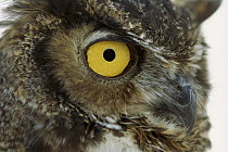 Great Horned Owl (Bubo virginianus) detail of eye, North America