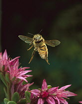 Honey Bee (Apis mellifera) flying hovering over pink flowers, Sauvie Island, Oregon