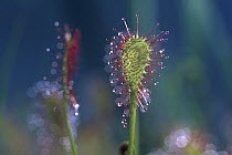 Common Sundew (Drosera rotundifolia) carnivorous plant showing sticky hairs which trap insects, Oregon